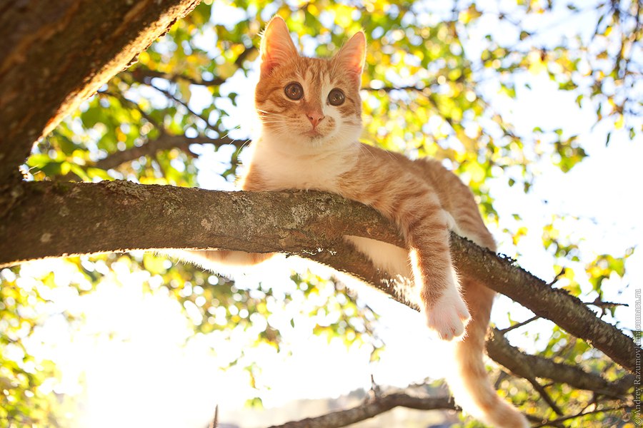 рыжий кот на дереве