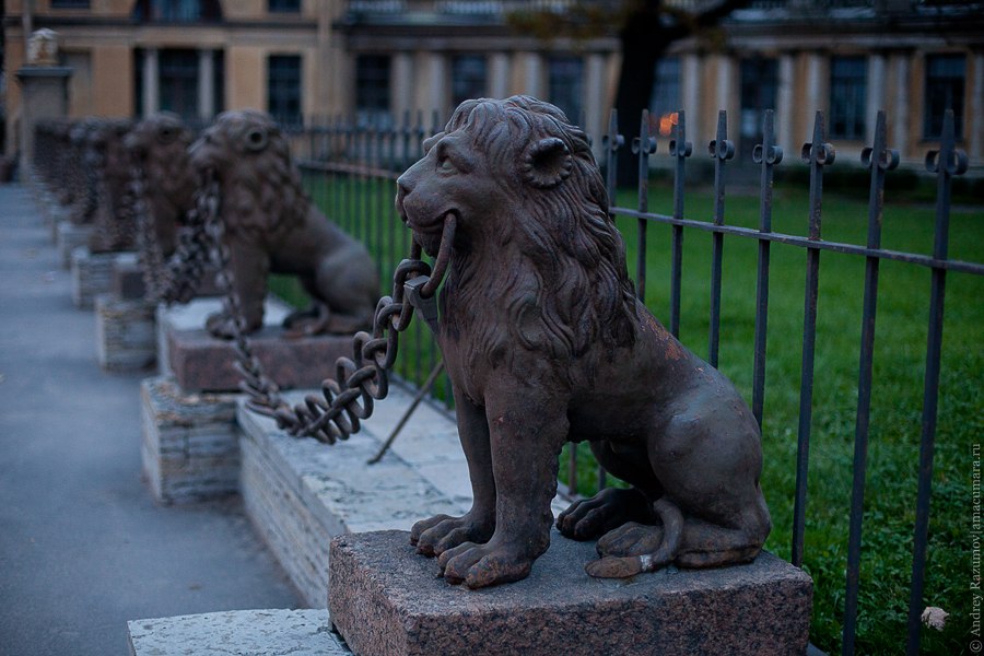 29 львов в Петербурге